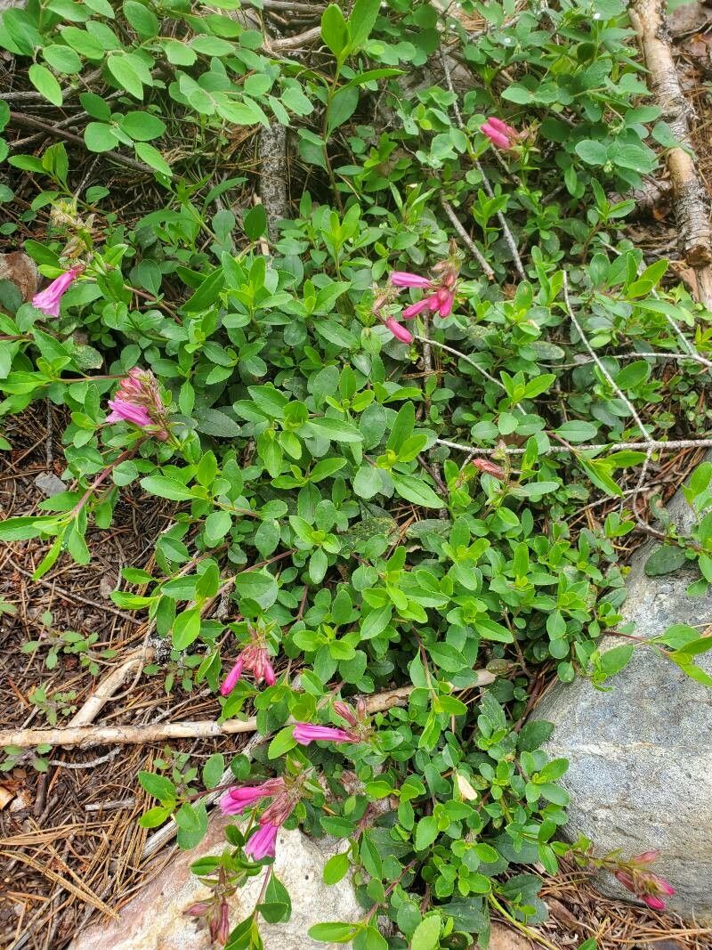 Penstemon newberryi