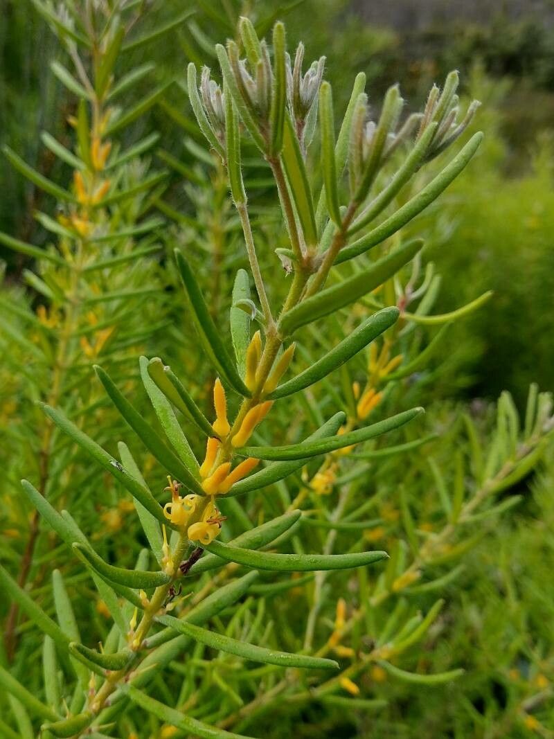 Persoonia mollis flower