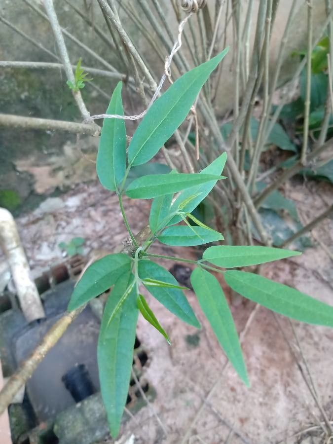 Fridericia chica leaf