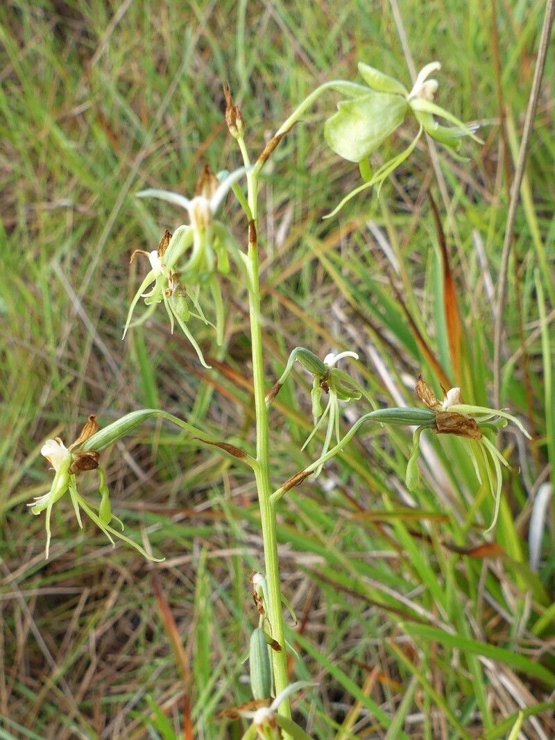 Habenaria genuflexa flower