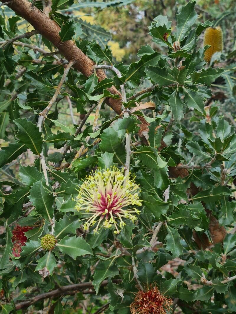 Banksia ilicifolia — search result for 'Banksia'