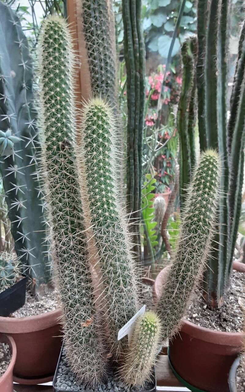 Soehrensia camarguensis habit