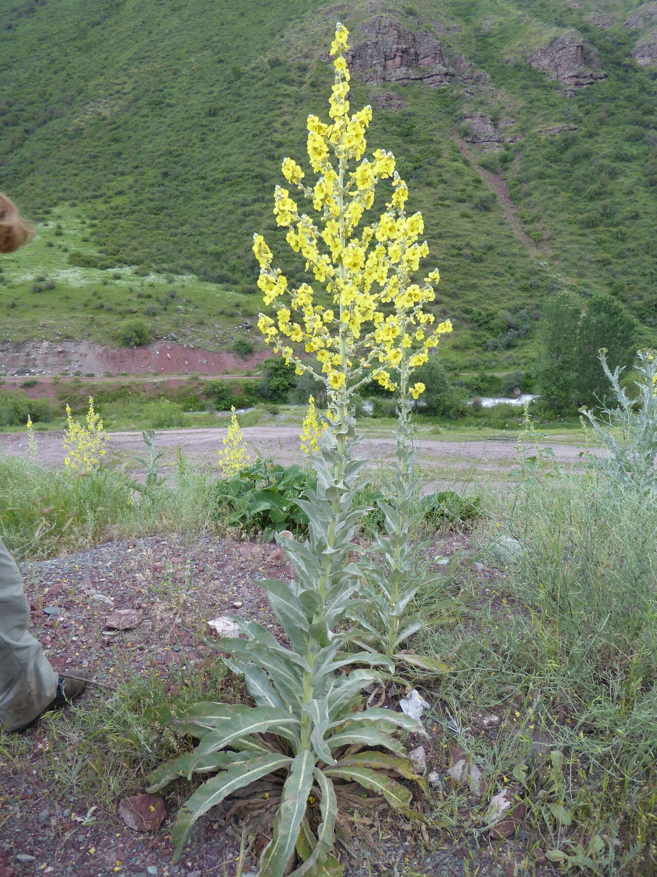 Verbascum songaricum — search result for 'Verbascum'