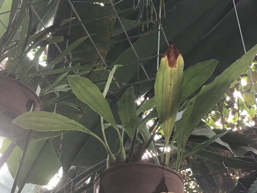 Coelogyne tomentosa — houseplant care guide