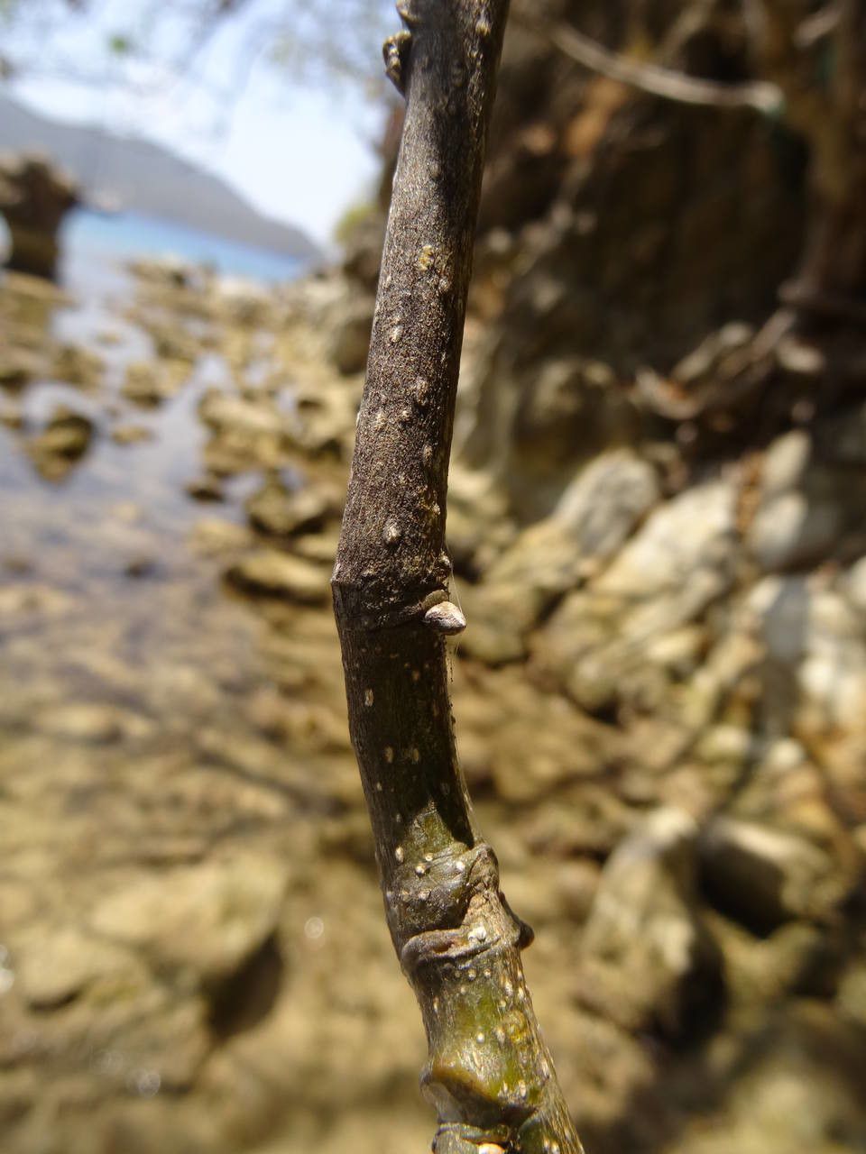 Piscidia carthagenensis bark