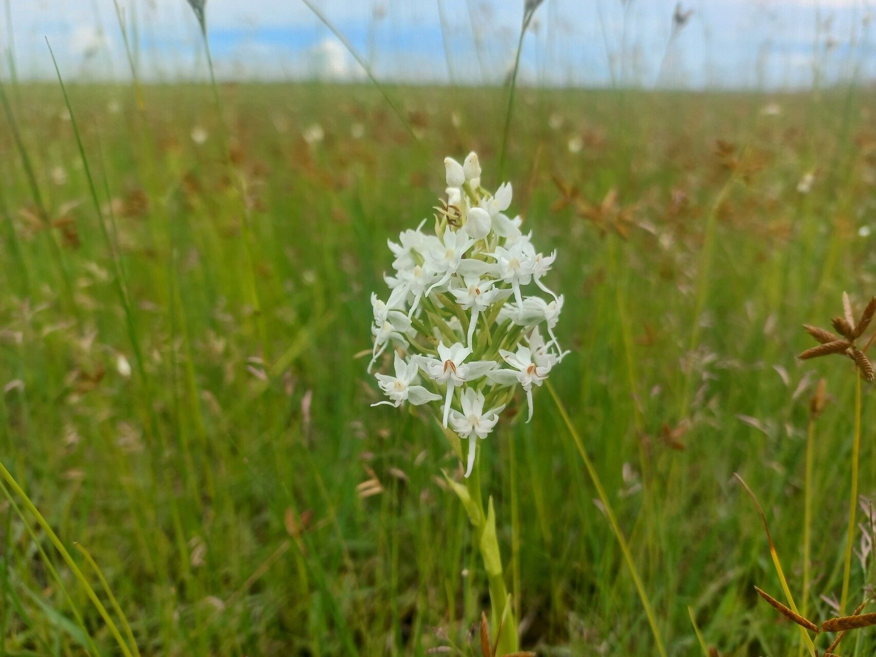 Habenaria kilimanjari flower