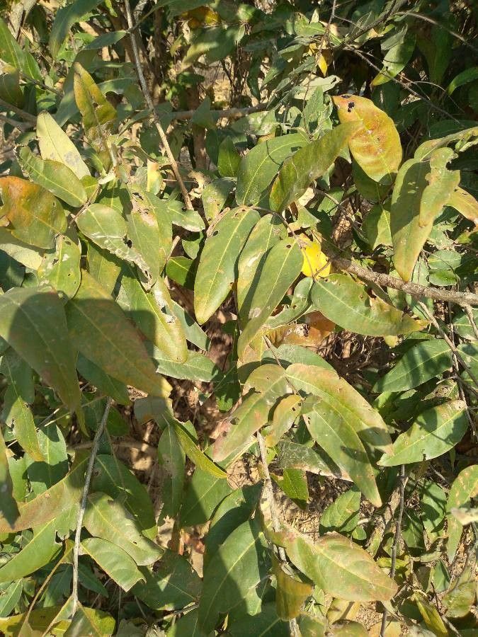 Lagerstroemia parviflora — search result for 'Lythraceae'