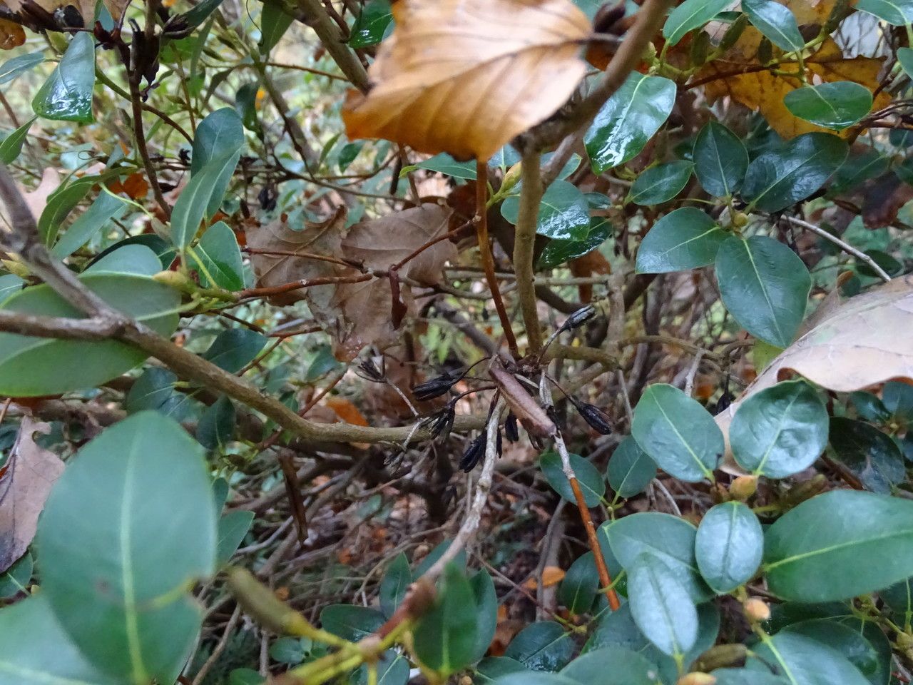 Rhododendron triflorum bark