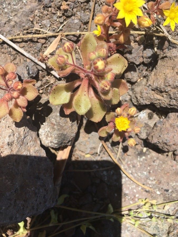 Aichryson parlatorei — houseplant care guide