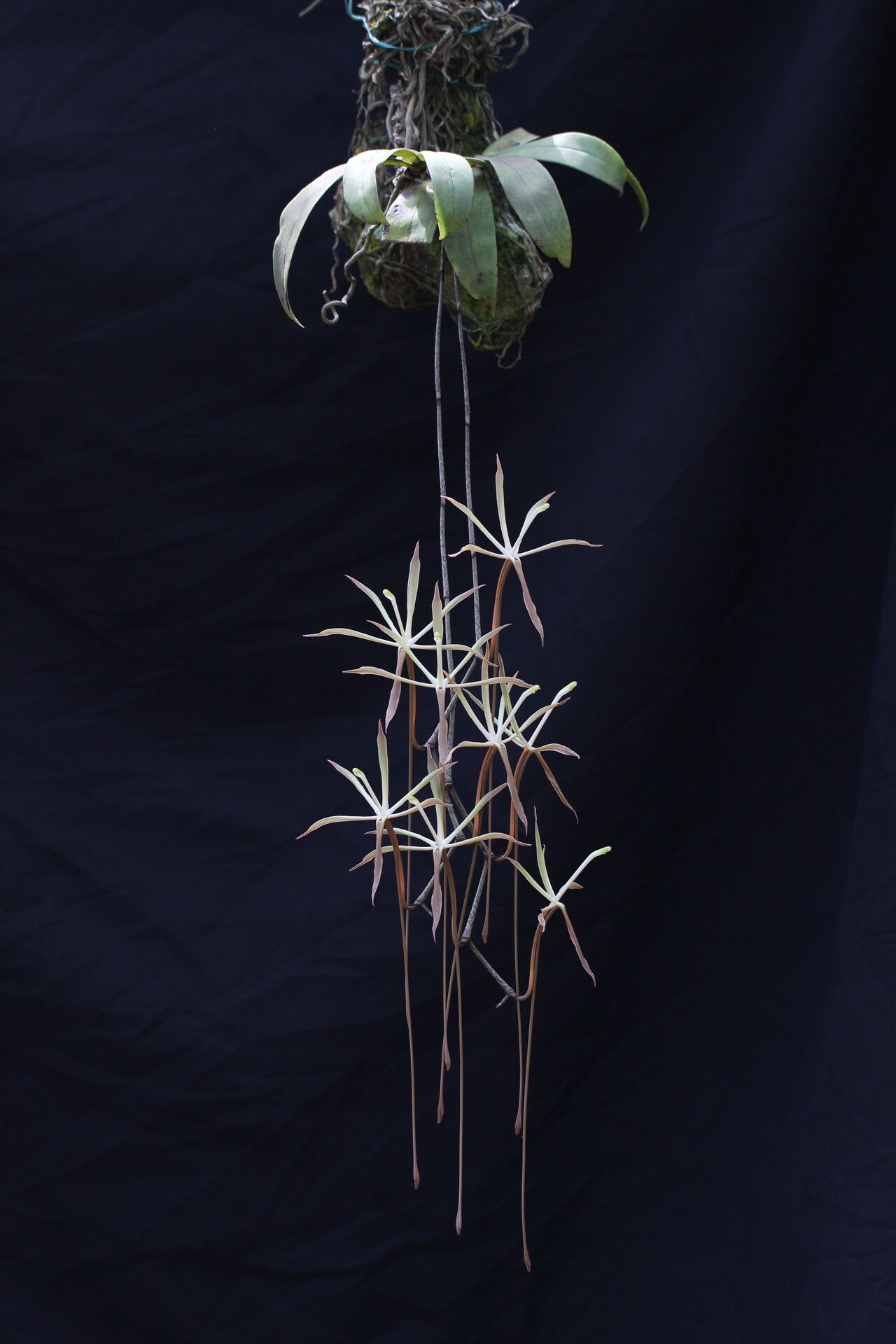 Aerangis gracillima habit