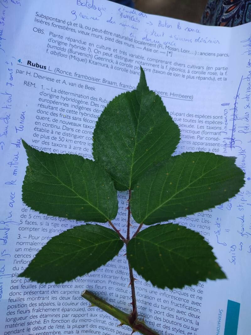 Rubus hasbaniensis — houseplant care guide