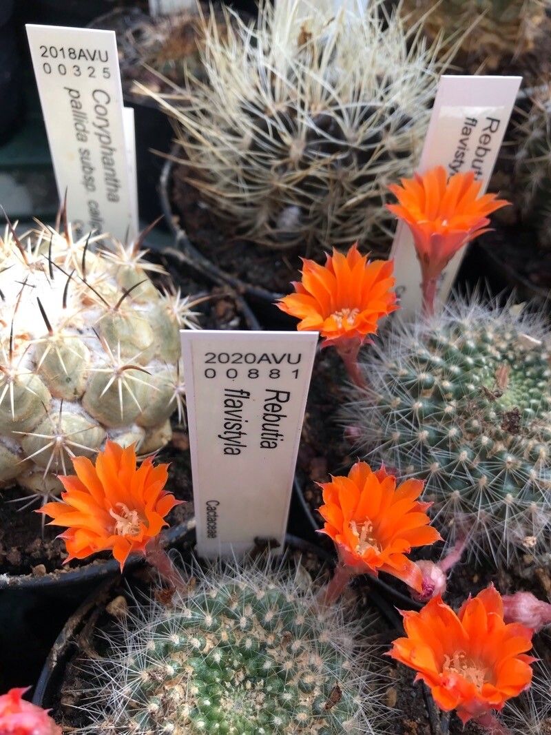 Rebutia flavistyla flower