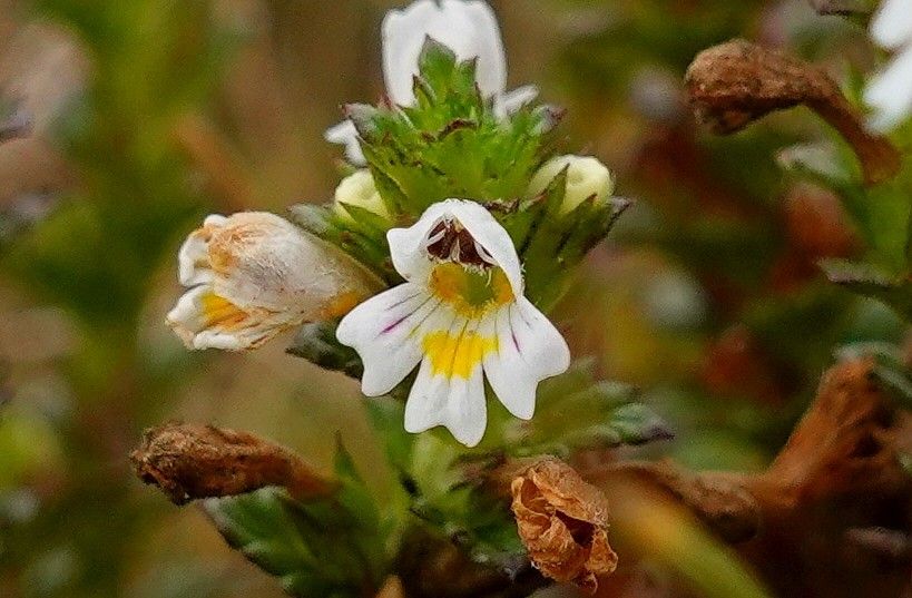 Euphrasia hirtella flower