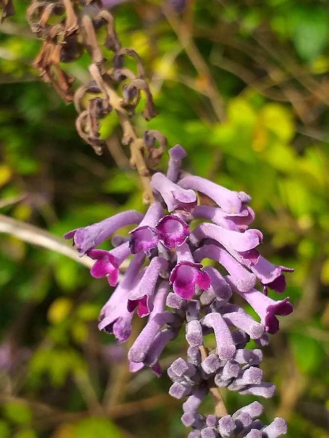 Buddleja lindleyana flower