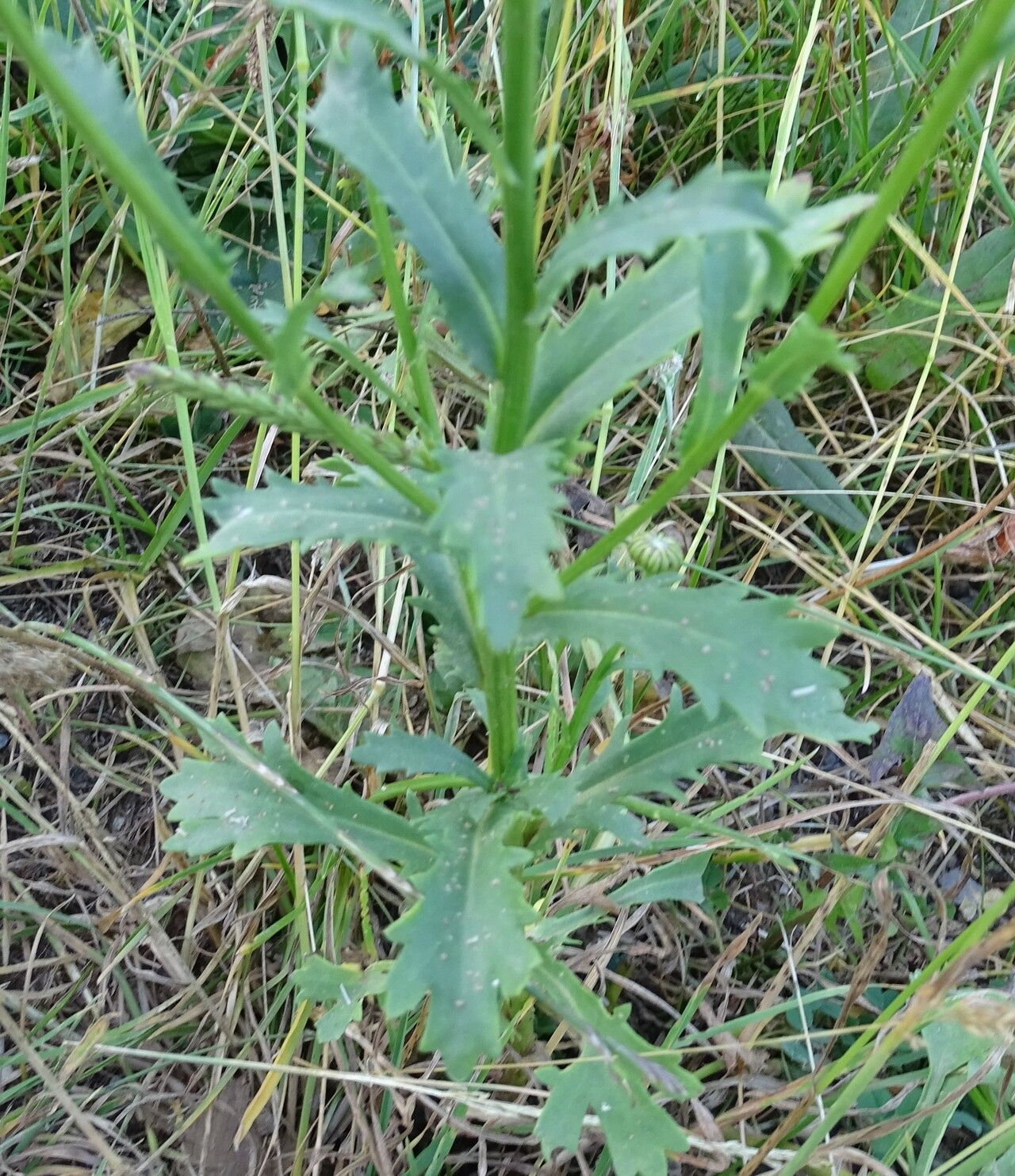 Leucanthemum laciniatum — houseplant care guide