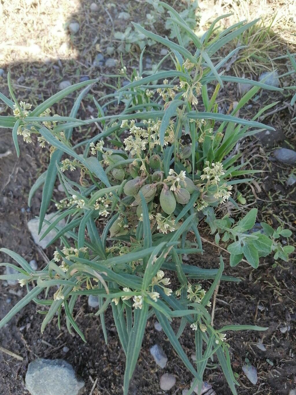 Vincetoxicum sibiricum — search result for 'Vincetoxicum'