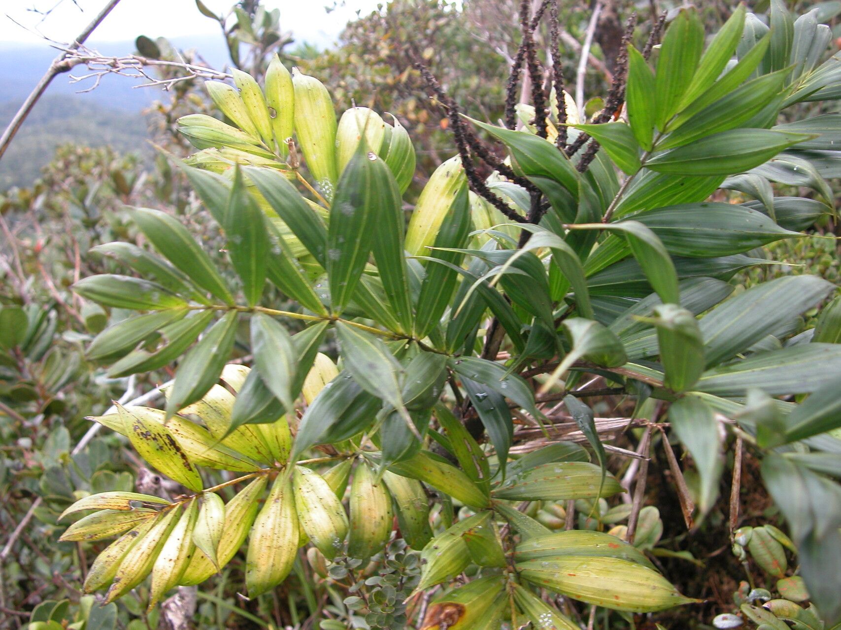 Dypsis bonsai — houseplant care guide
