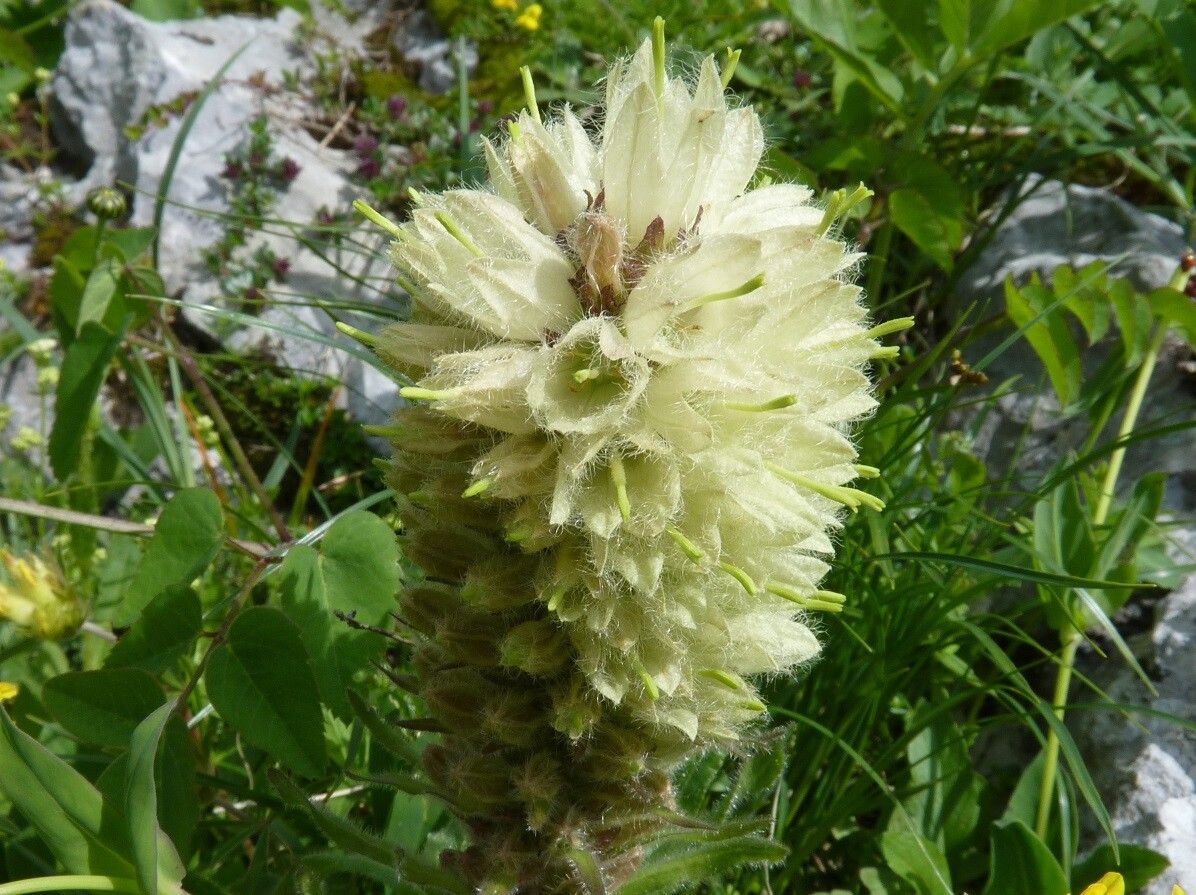 Campanula thyrsoides flower