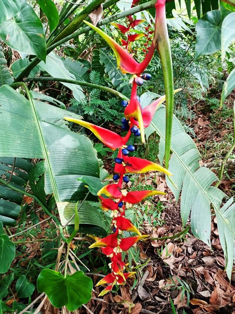 Heliconia platystachys — search result for 'Heliconia'