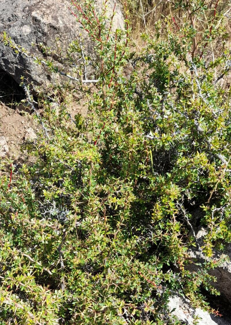 Berberis ruscifolia habit