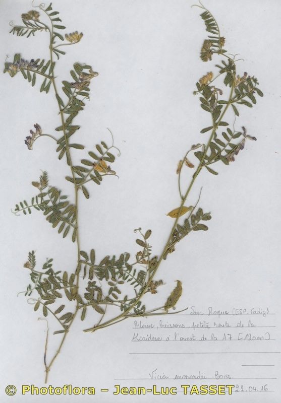 Vicia monardii habit