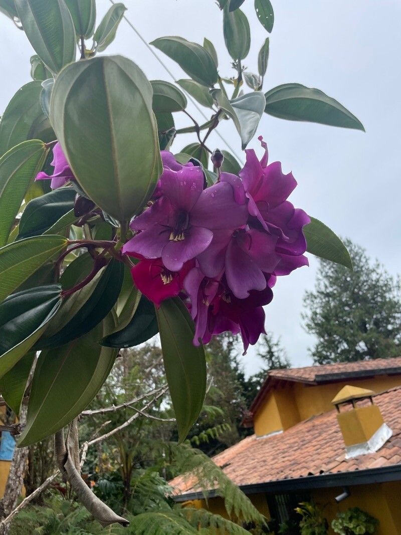 Meriania nobilis flower