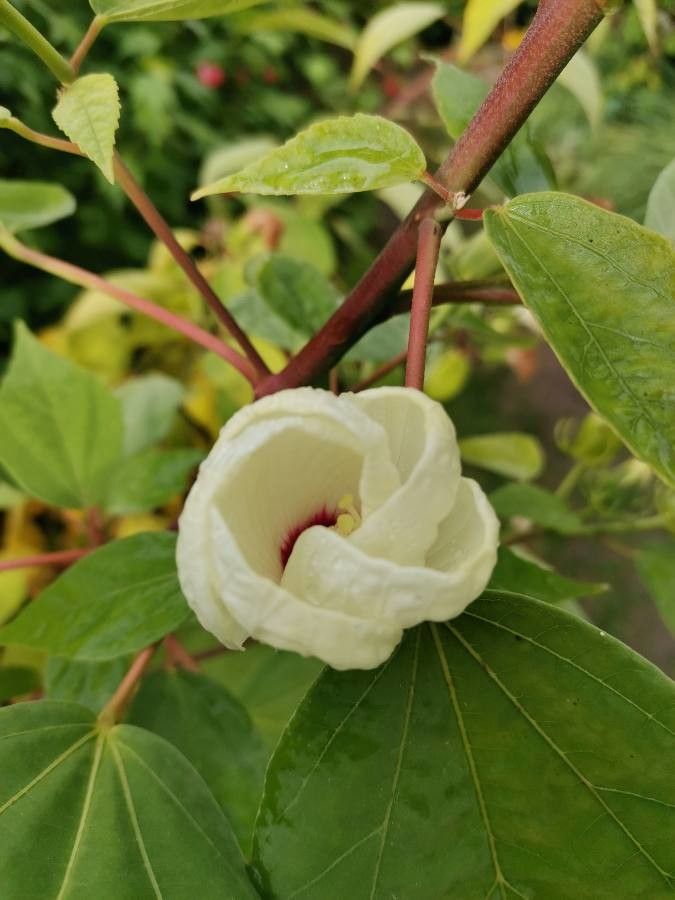 Hibiscus lasiocarpos flower