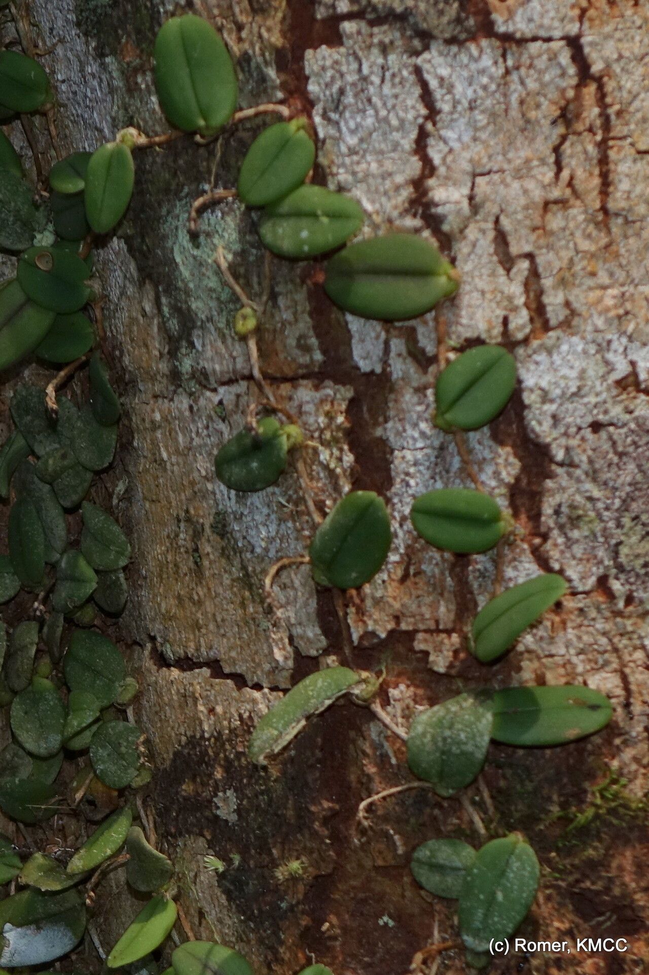 Bulbophyllum jackyi — houseplant care guide