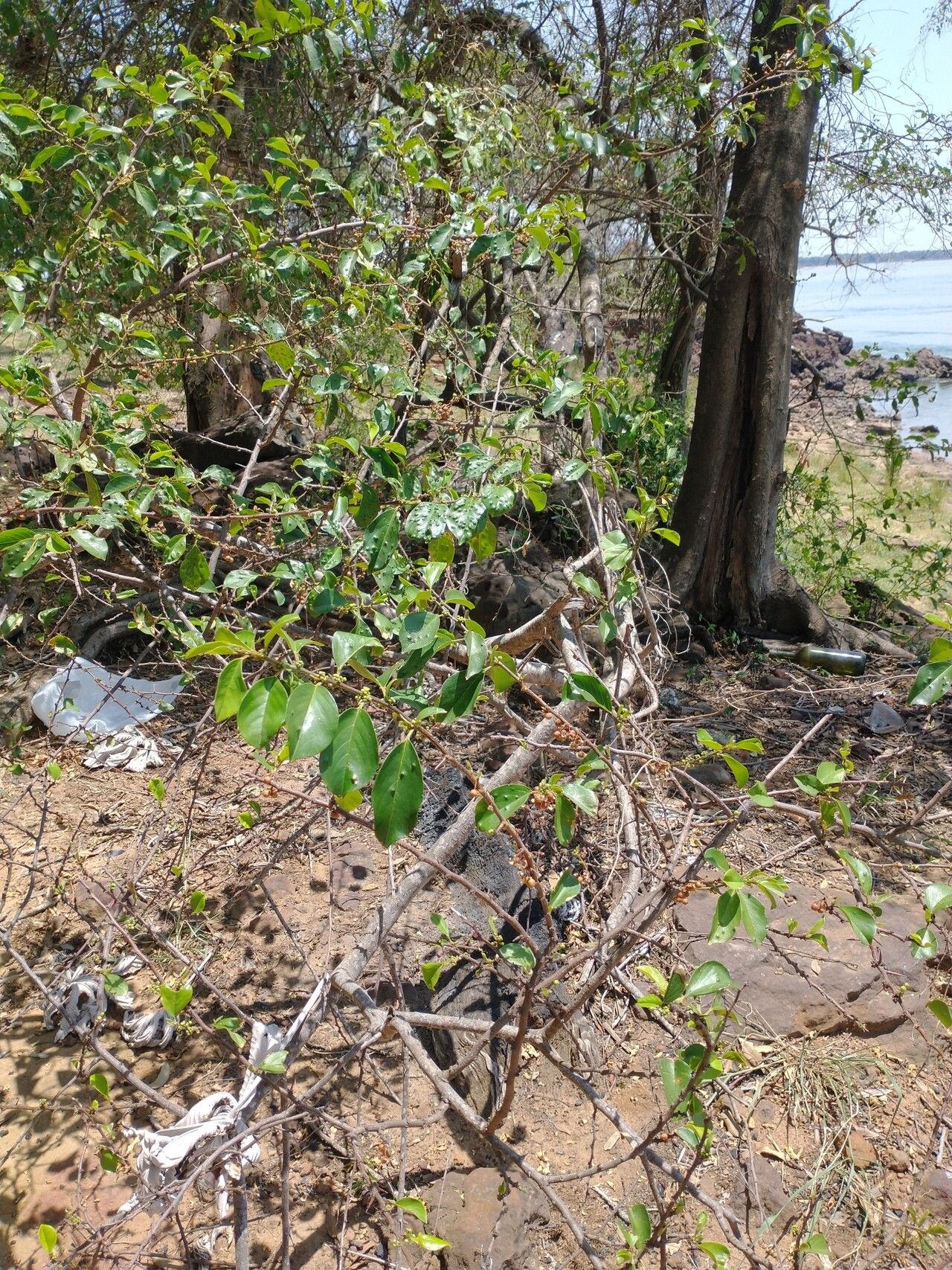 Colubrina retusa habit