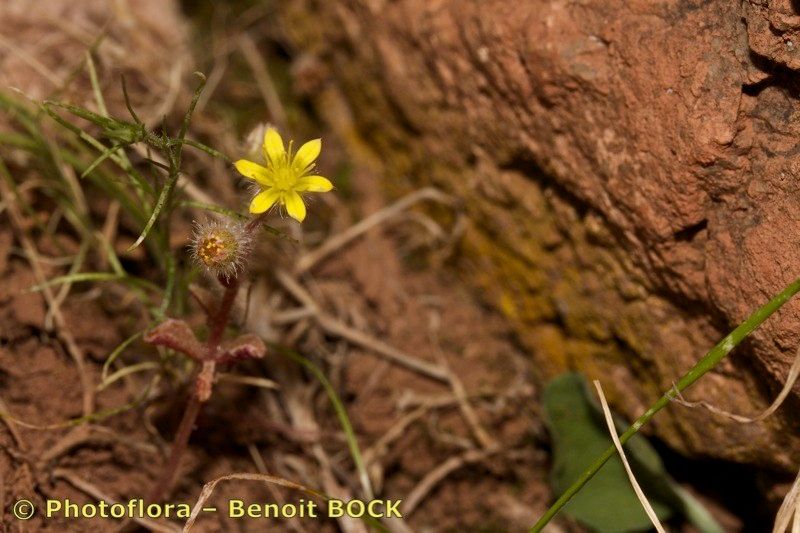 Sedum modestum other