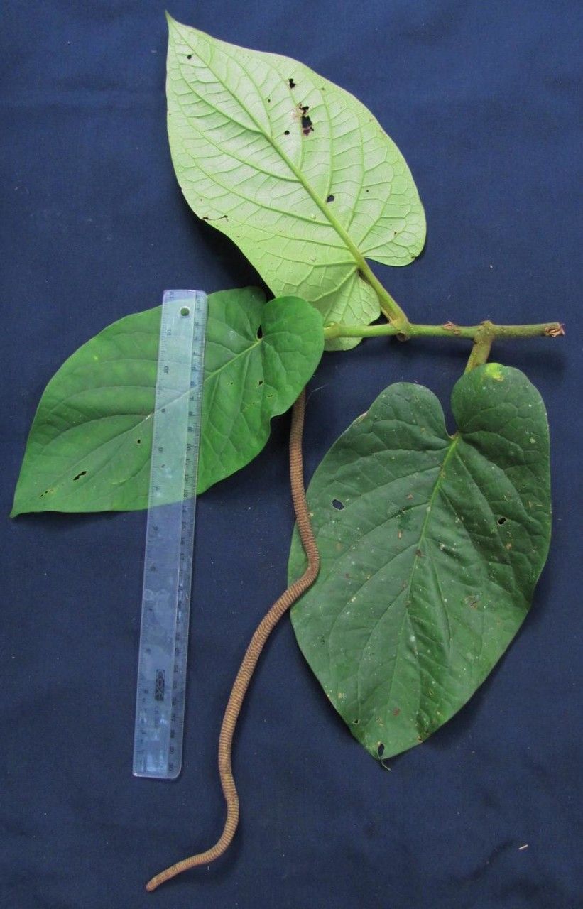 Piper ceibense other