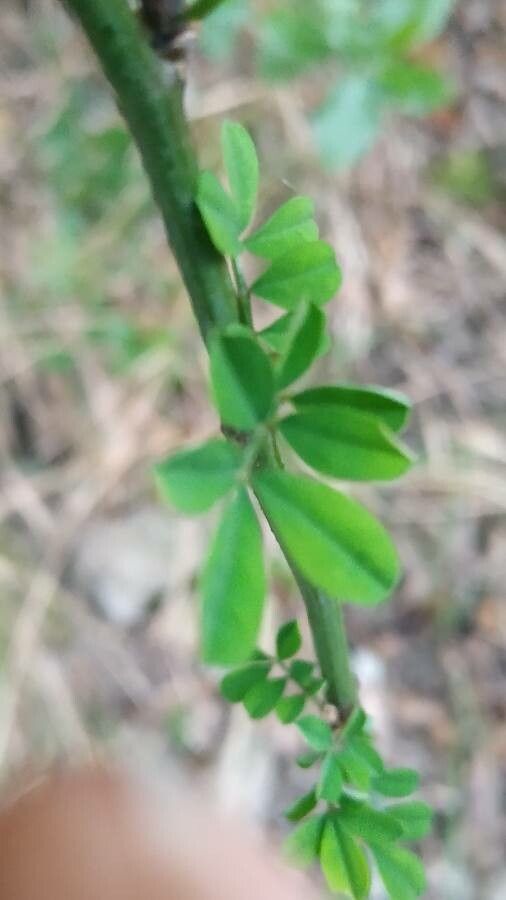 Hippocrepis emerus leaf