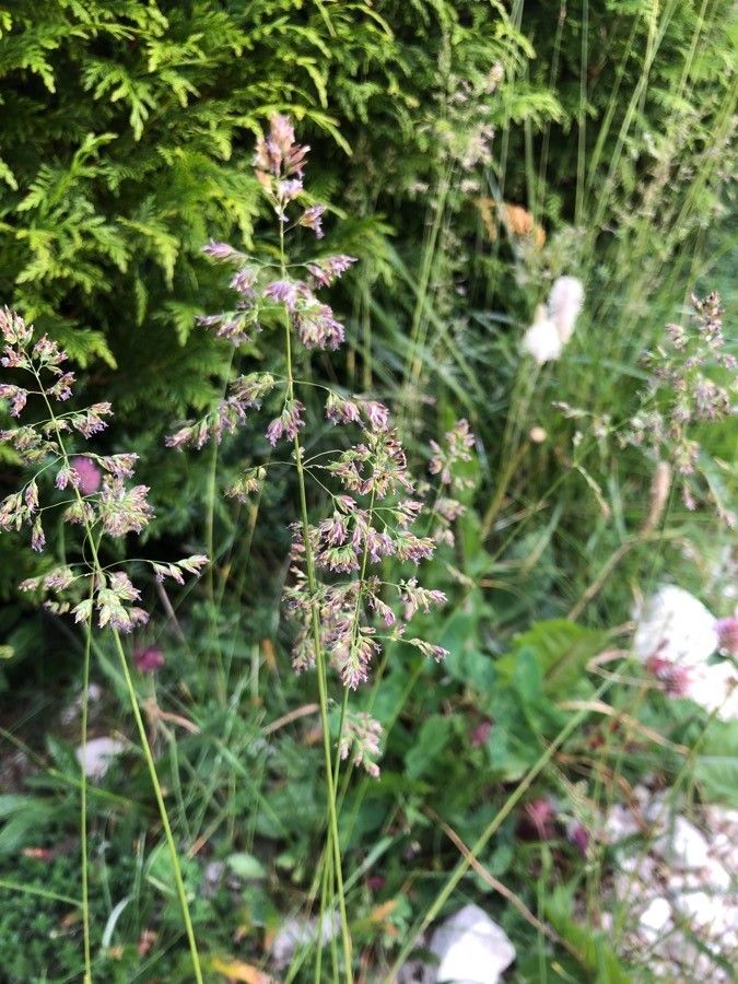Poa pratensis flower