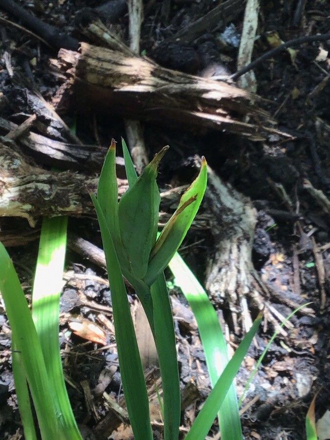 Iris douglasiana fruit