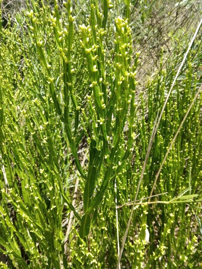 Baccharis trimera leaf