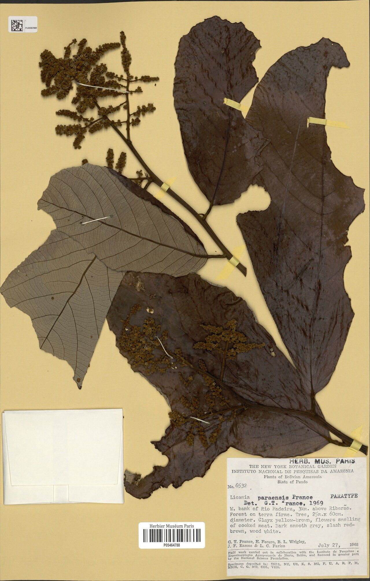 Licania paraensis — houseplant care guide