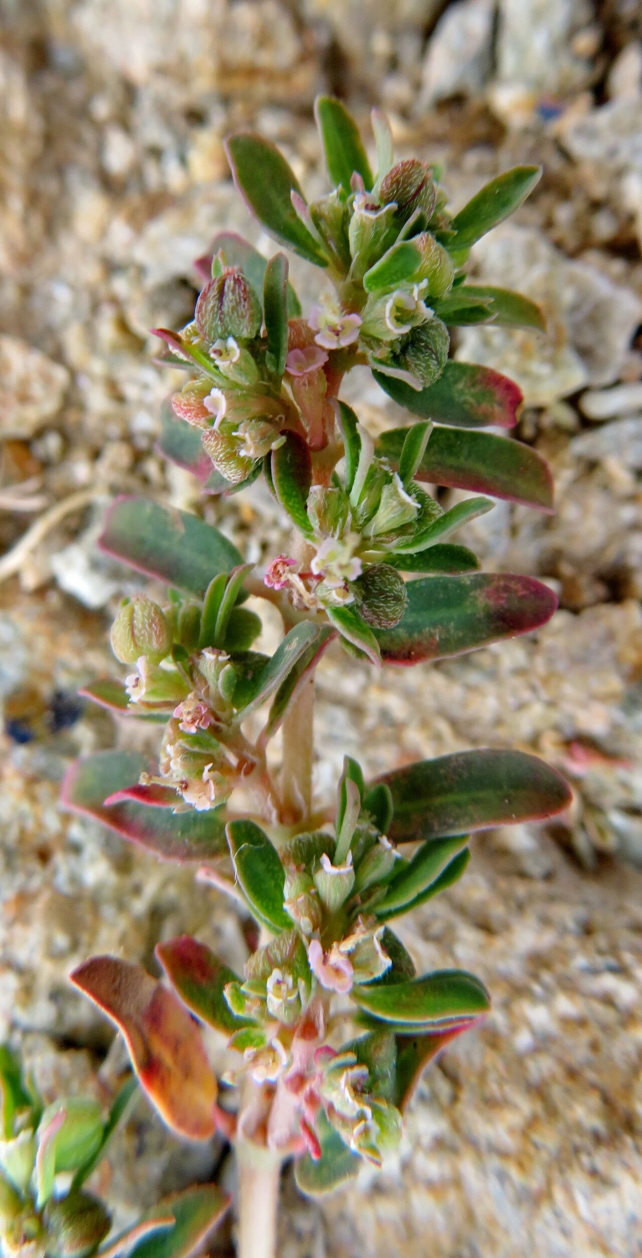 Polygonum cognatum flower