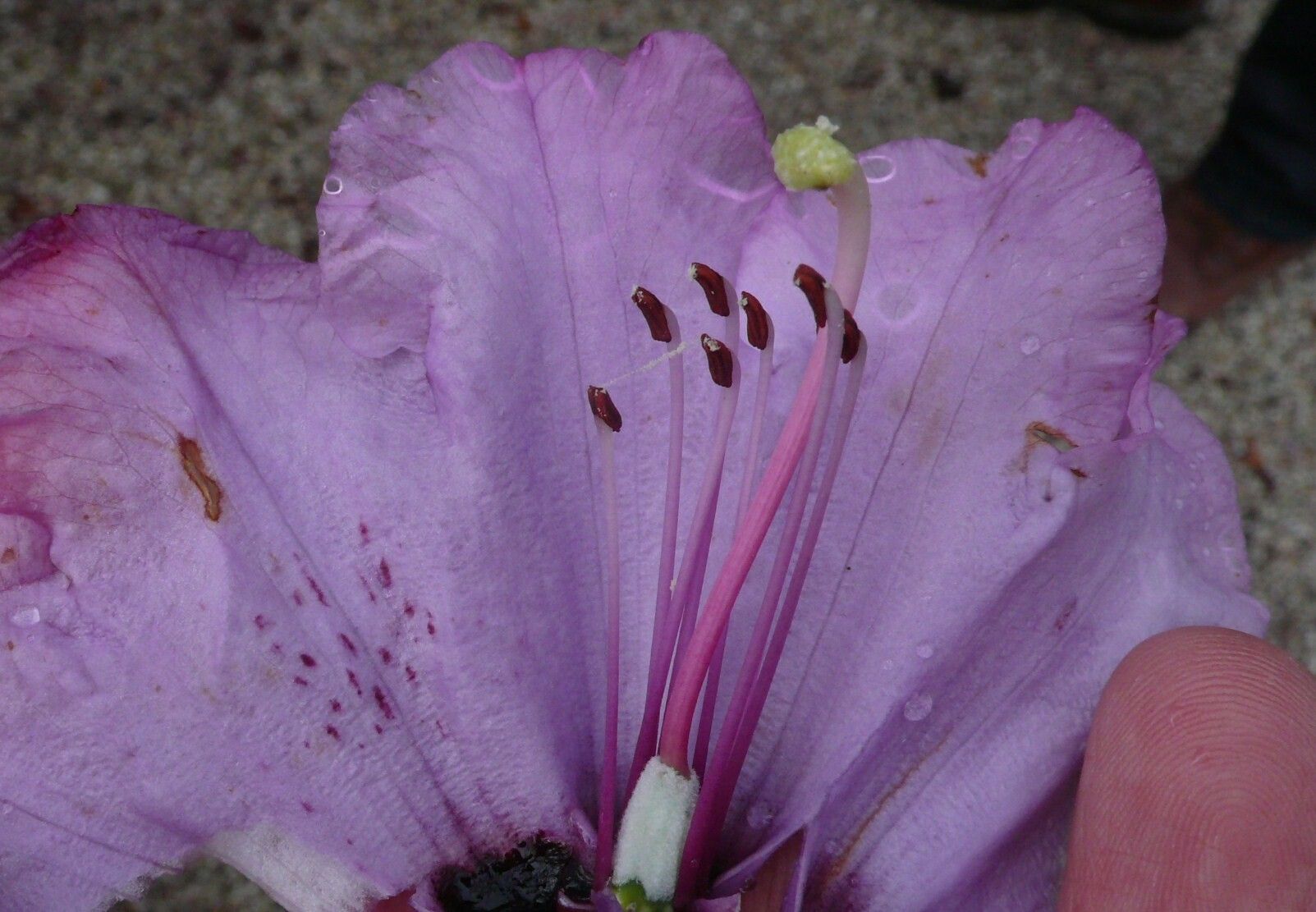Rhododendron ririei flower