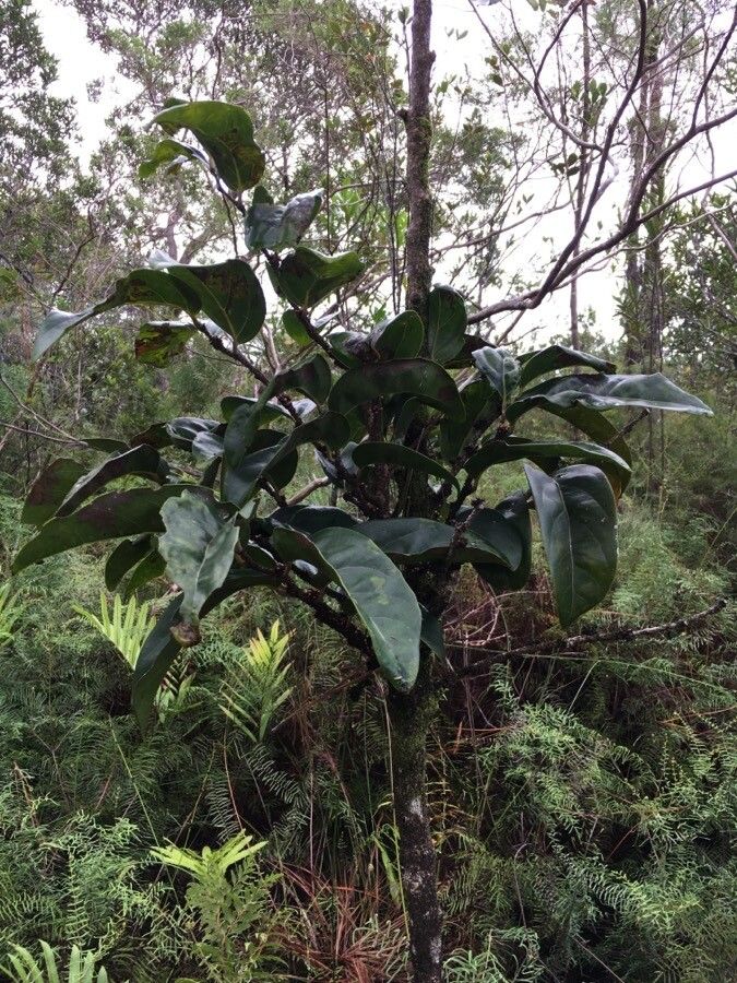 Casearia silvana leaf