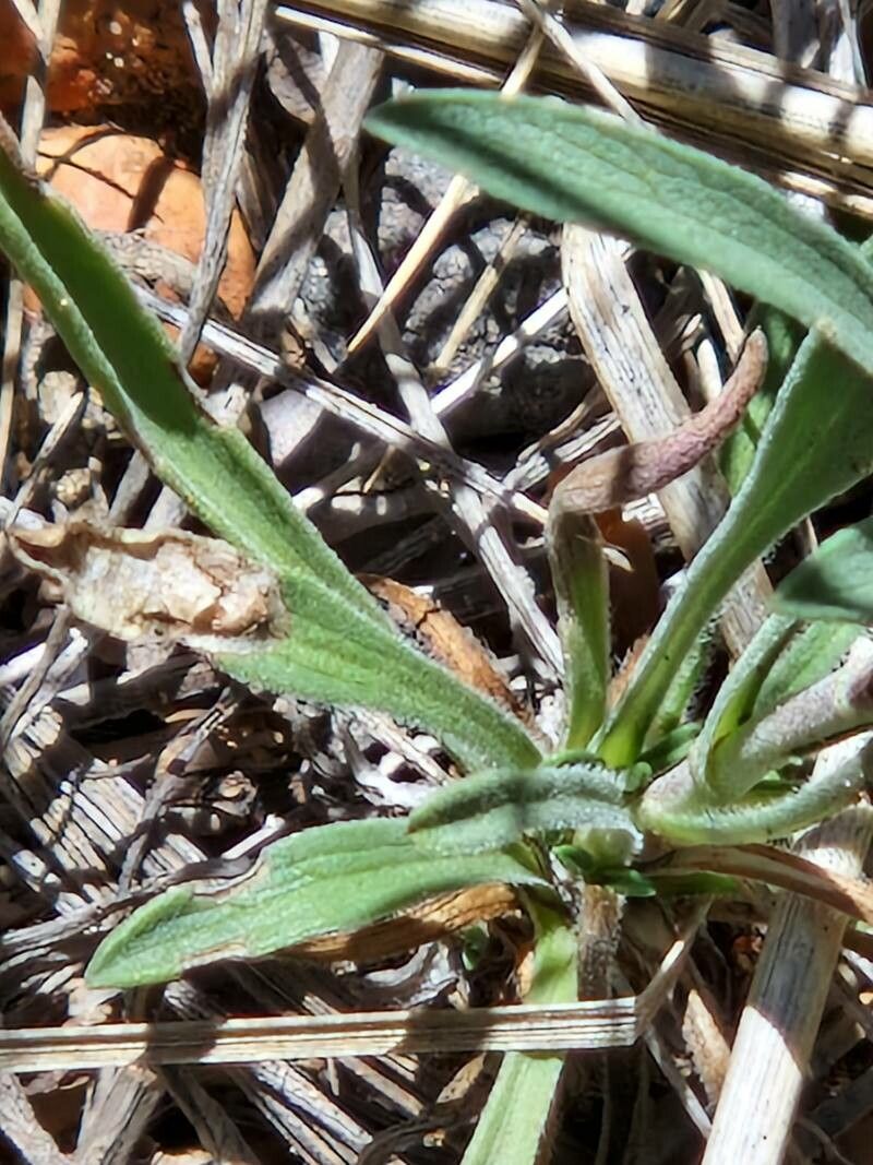 Machaeranthera canescens — related species from the same genus