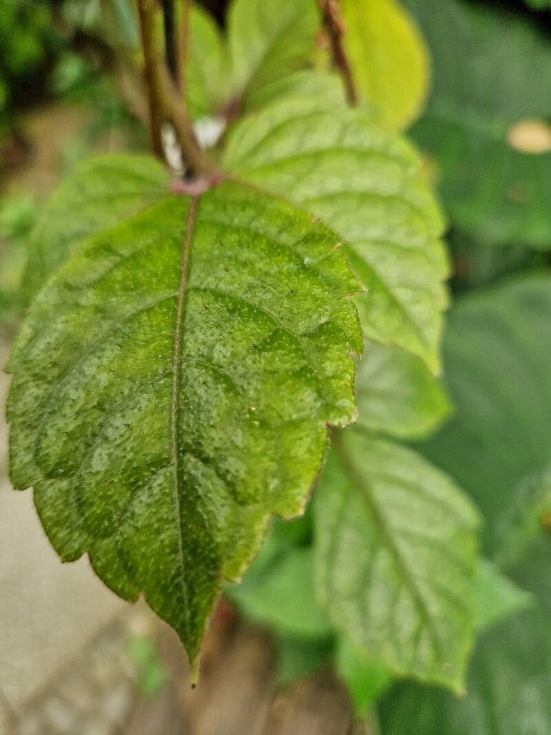 Cyphostemma njegerre leaf