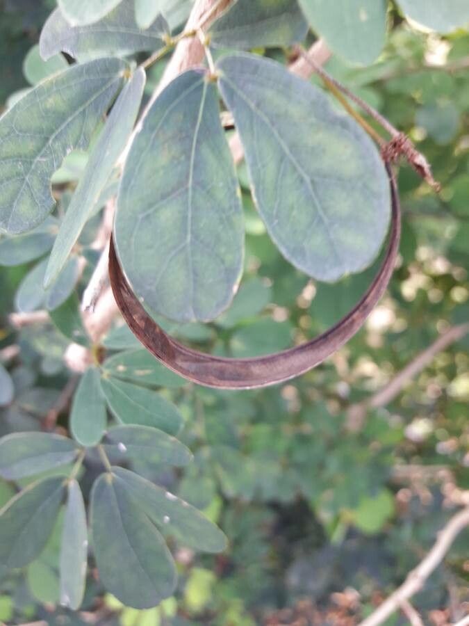Calliandra tergemina fruit