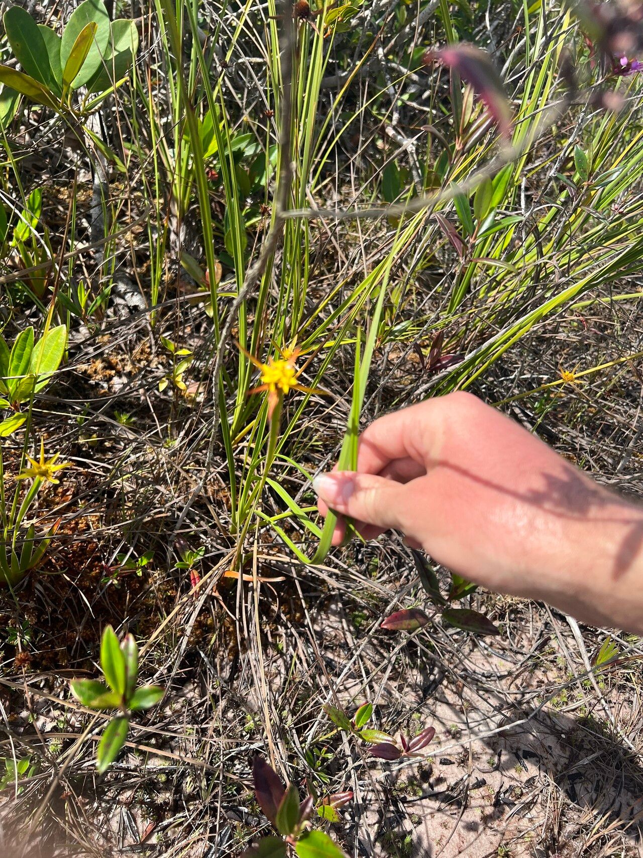 Xyris involucrata — search result for 'Xyris'