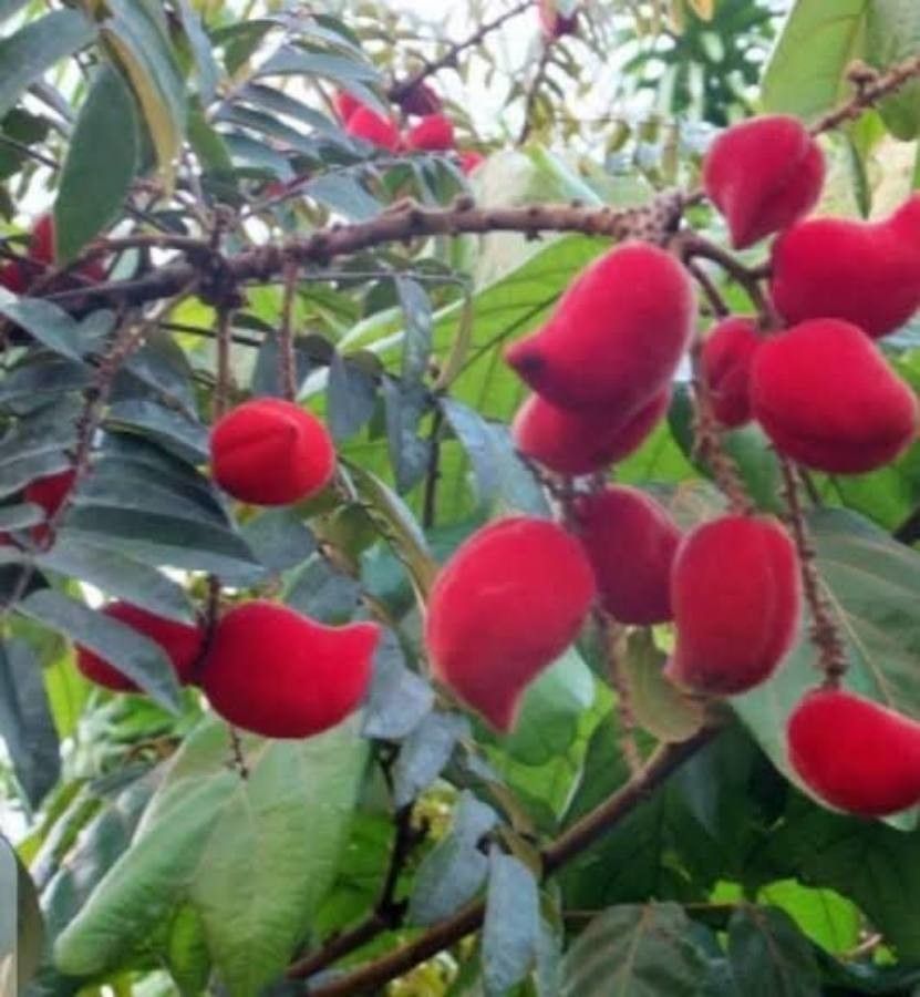 Cnestis ferruginea fruit