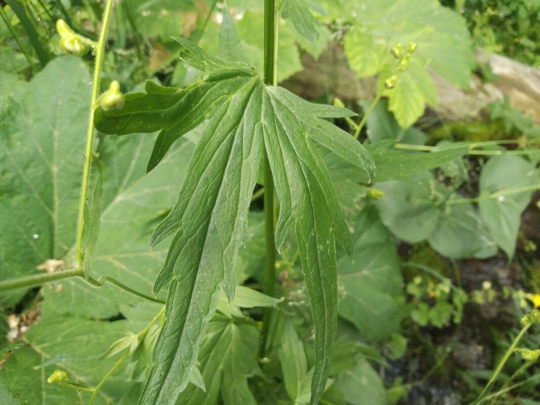 Aconitum columbianum — search result for 'Aconitum'