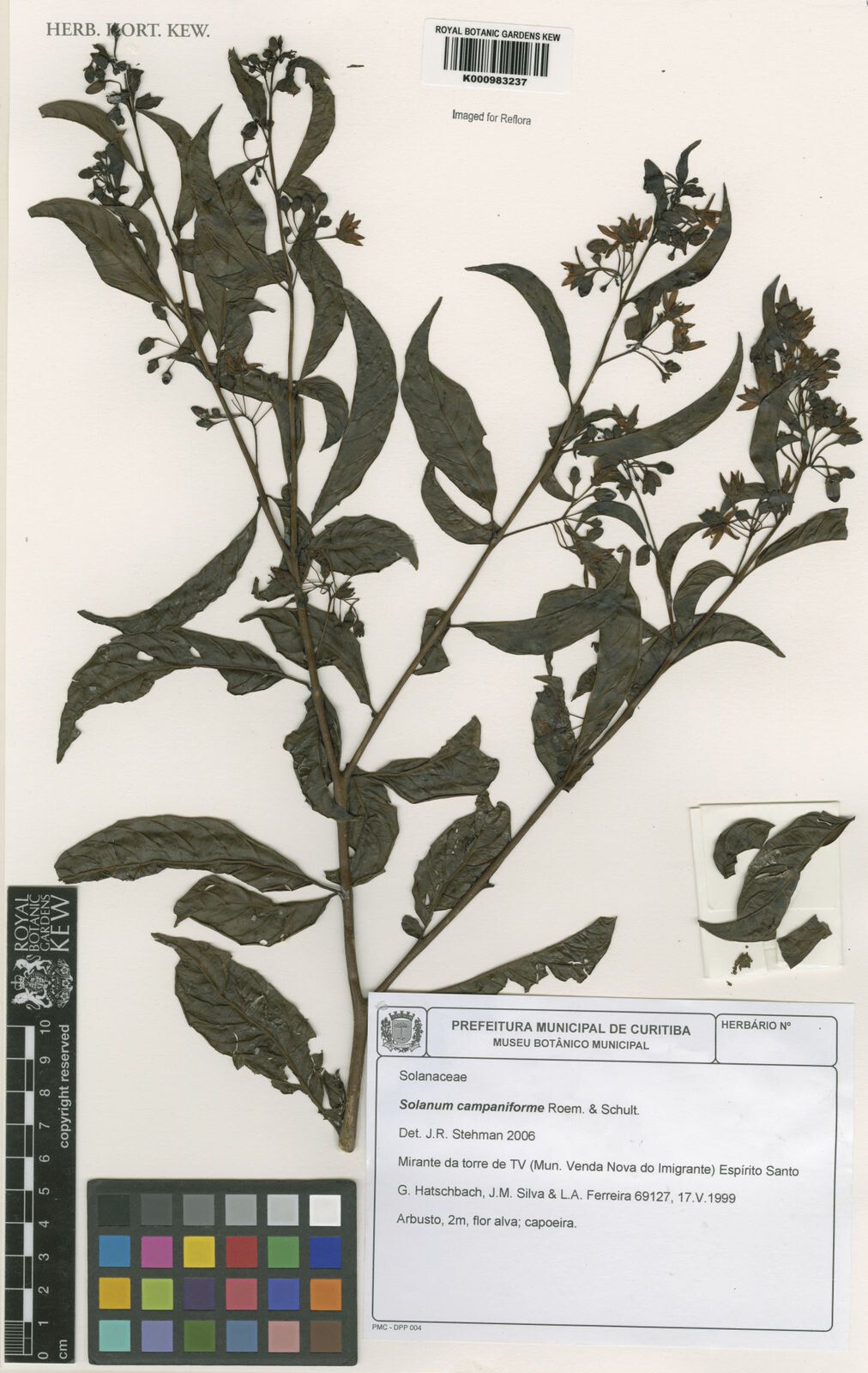 Solanum campaniforme — houseplant care guide