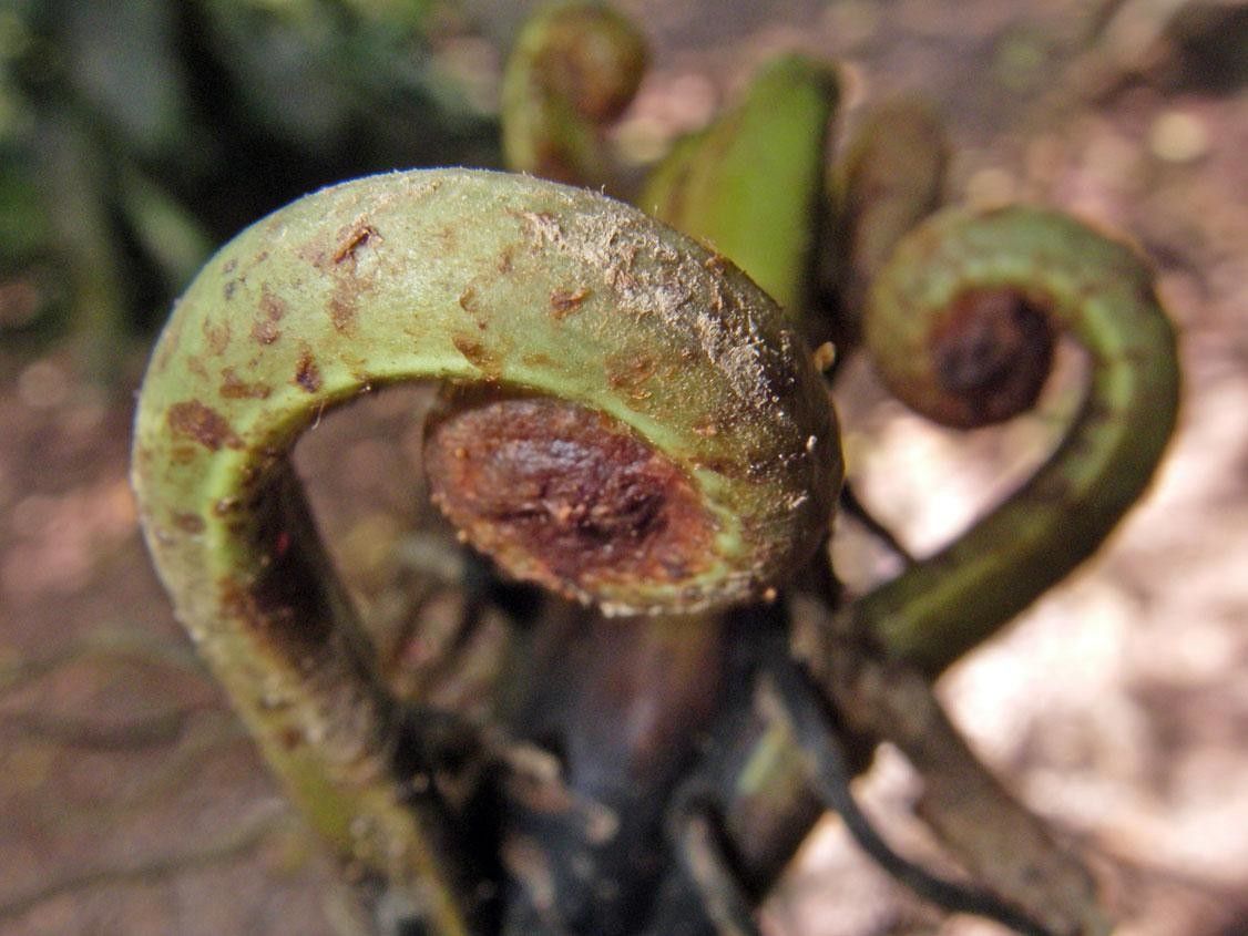 Thelypteris serrata fruit