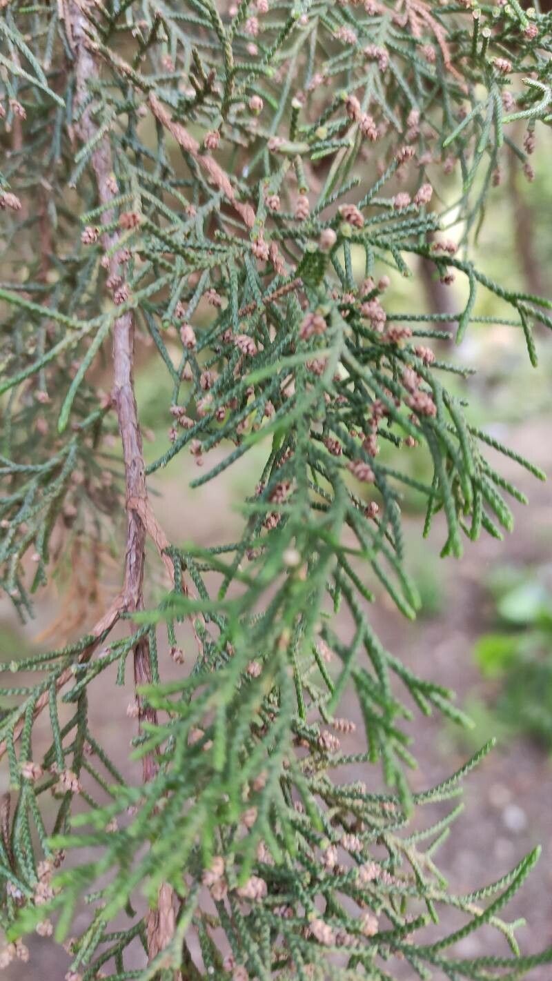 Juniperus turbinata flower