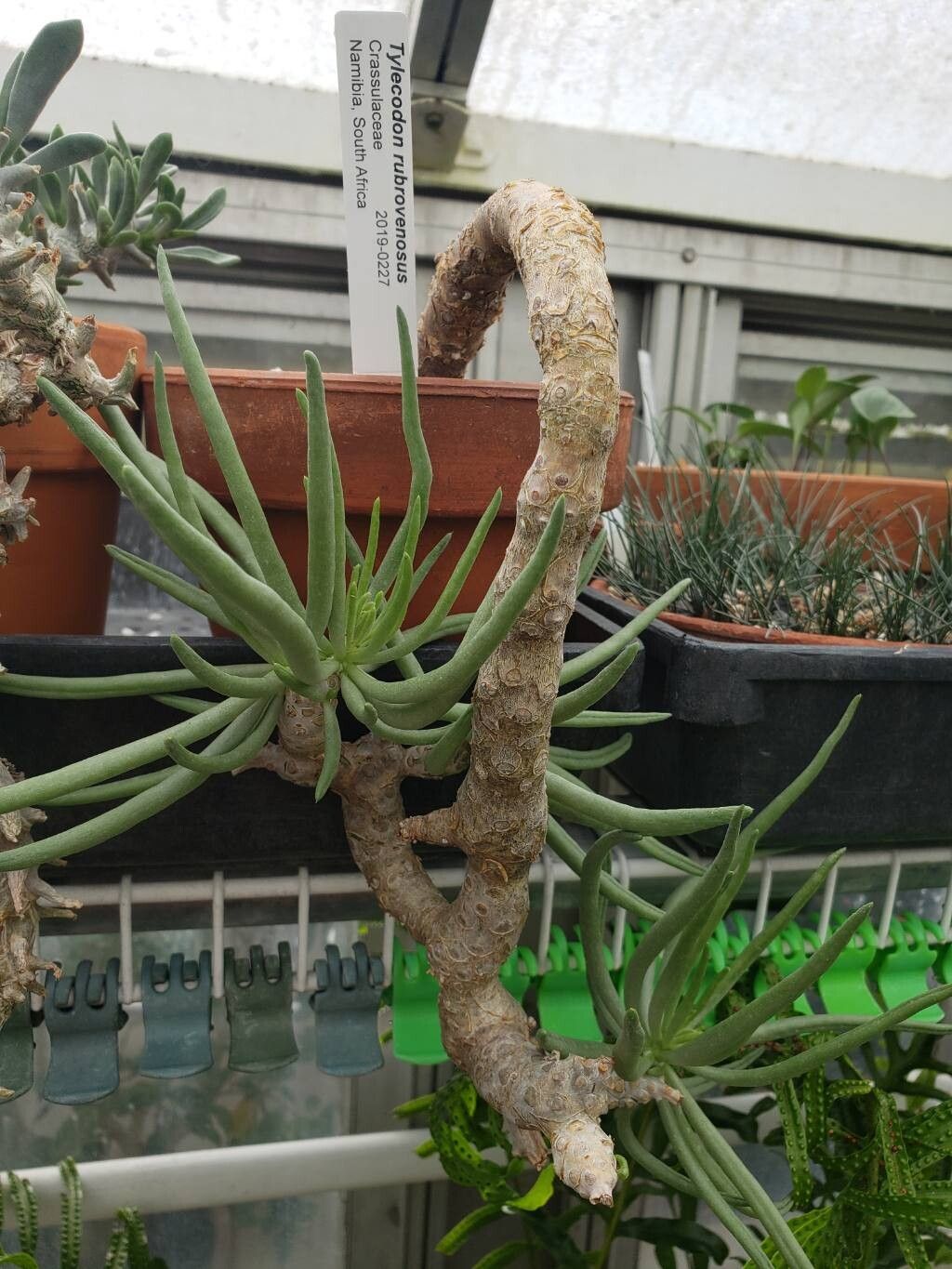 Tylecodon rubrovenosus habit