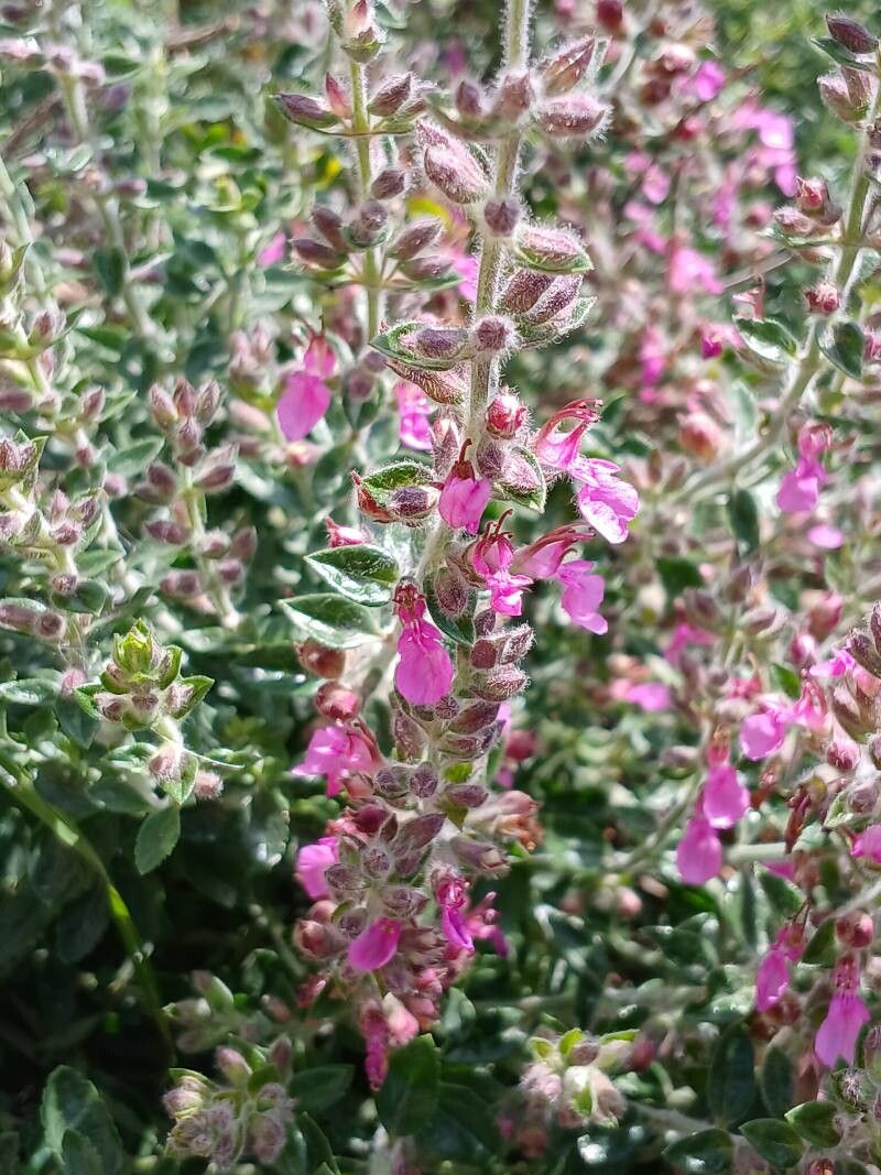 Teucrium × lucidrys flower